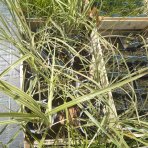 Ozdobnica čínska, panašovaná (Miscanthus sinensis) ‘VARIEGATUS’  - kont. C1L